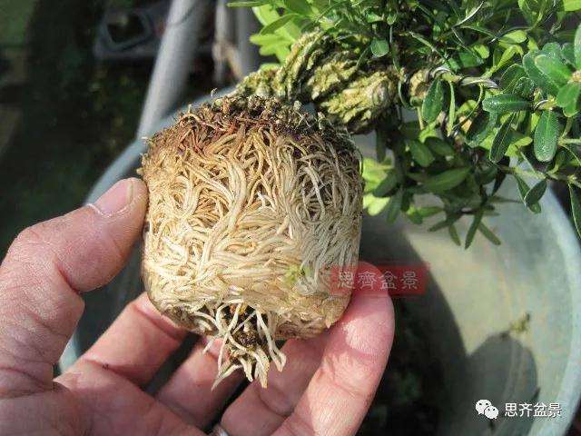 图解 微型雀舌黄杨盆景2年的改造过程