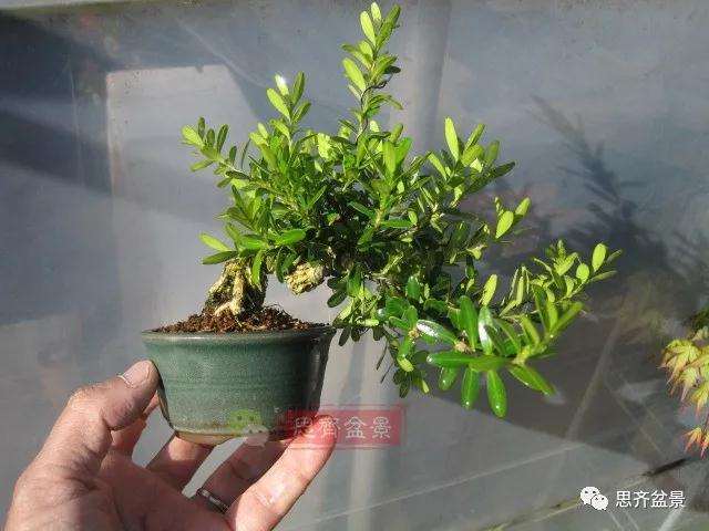 图解 微型雀舌黄杨盆景2年的改造过程