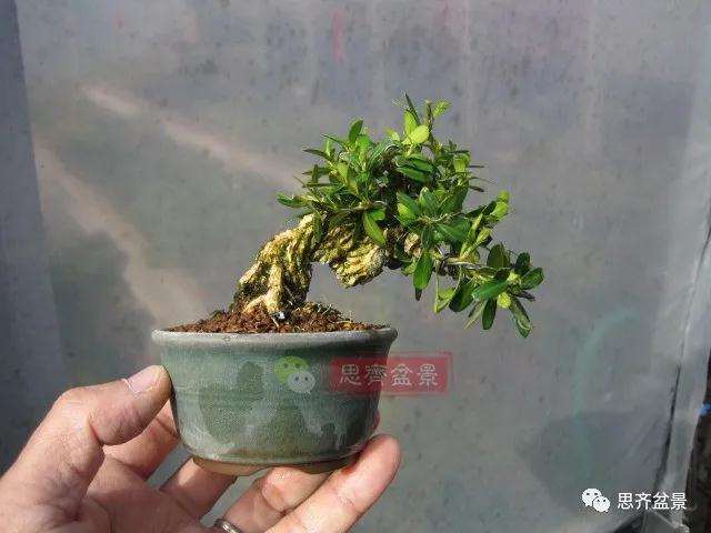 图解 微型雀舌黄杨盆景2年的改造过程