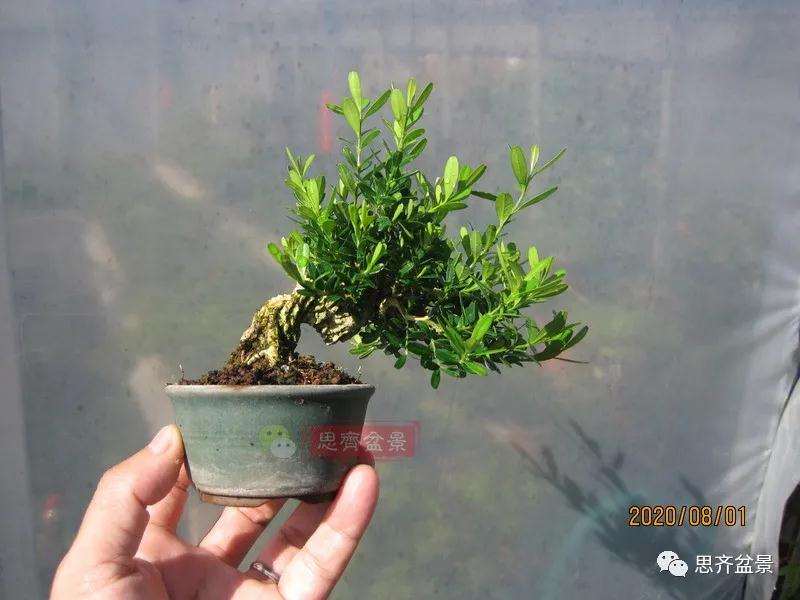 图解 微型雀舌黄杨盆景2年的改造过程