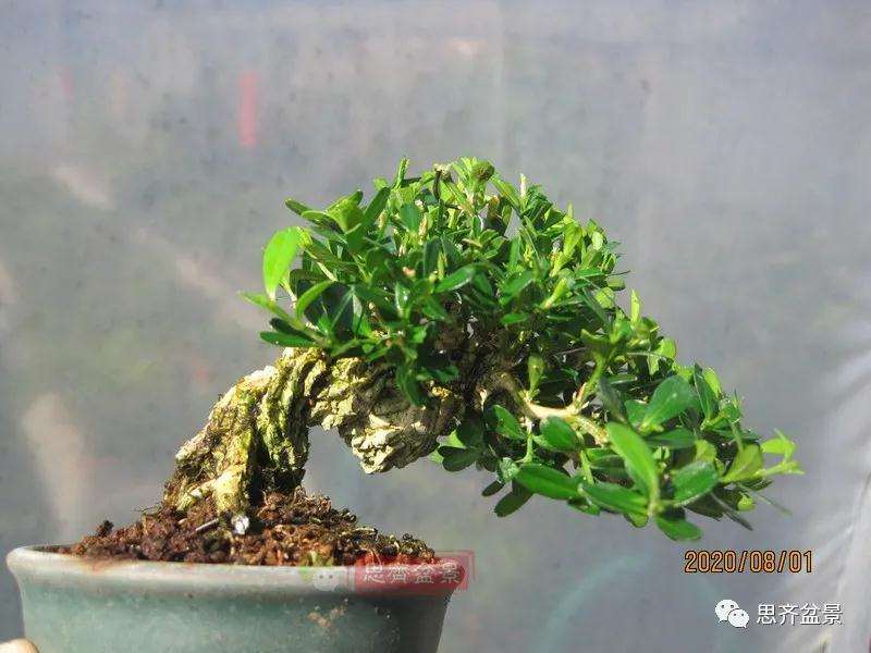 图解 微型雀舌黄杨盆景2年的改造过程