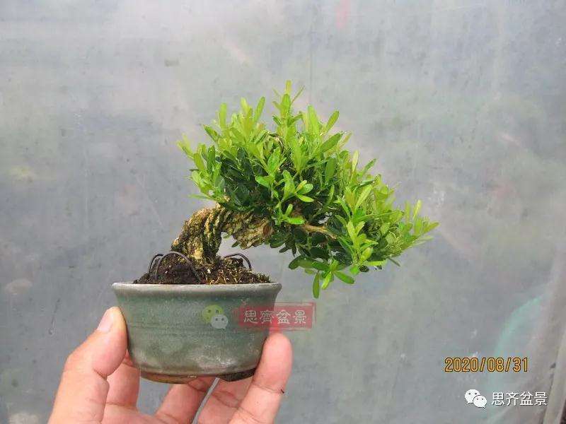图解 微型雀舌黄杨盆景2年的改造过程