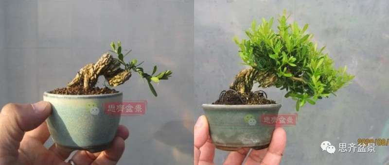 图解 微型雀舌黄杨盆景2年的改造过程