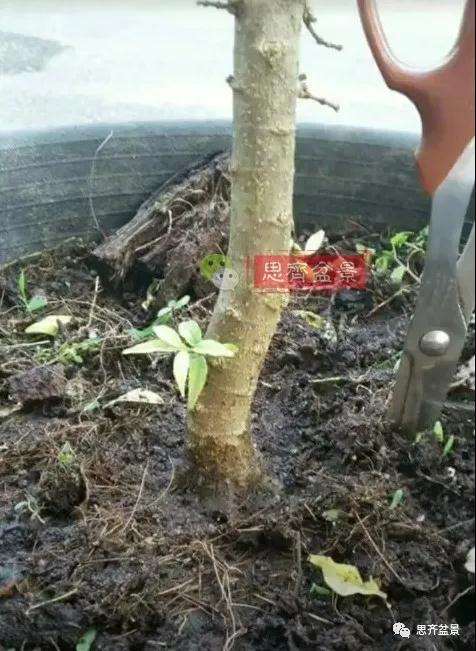 图解 直干素材怎样制作矮霸盆景的方法