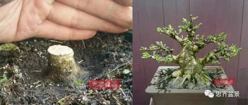 图解 直干素材怎样制作矮霸盆景的方法