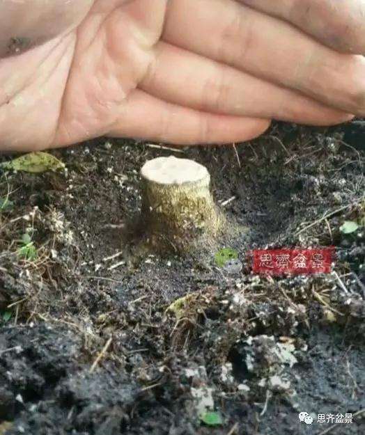 图解 直干素材怎样制作矮霸盆景的方法