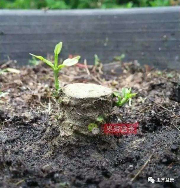 图解 直干素材怎样制作矮霸盆景的方法