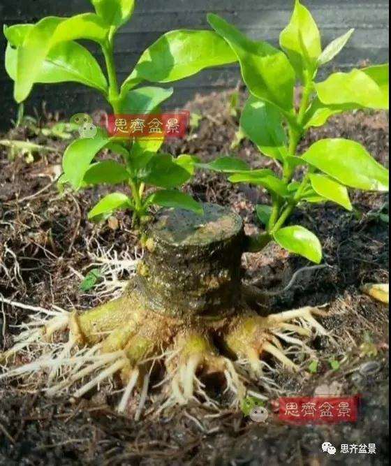 图解 直干素材怎样制作矮霸盆景的方法