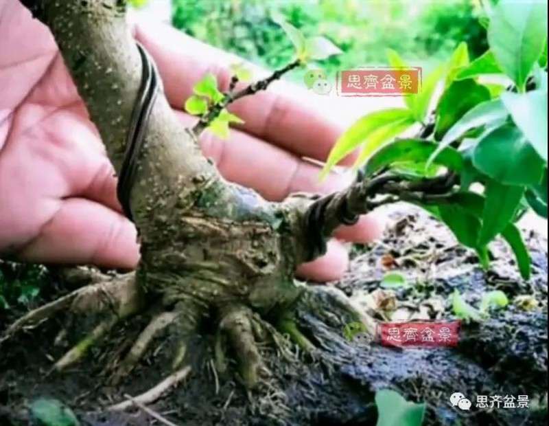 图解 直干素材怎样制作矮霸盆景的方法