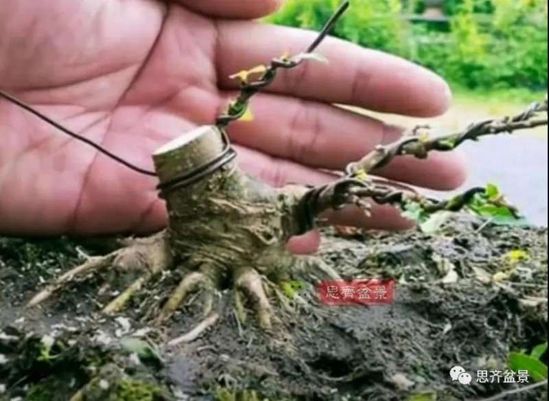 图解 直干素材怎样制作矮霸盆景的方法