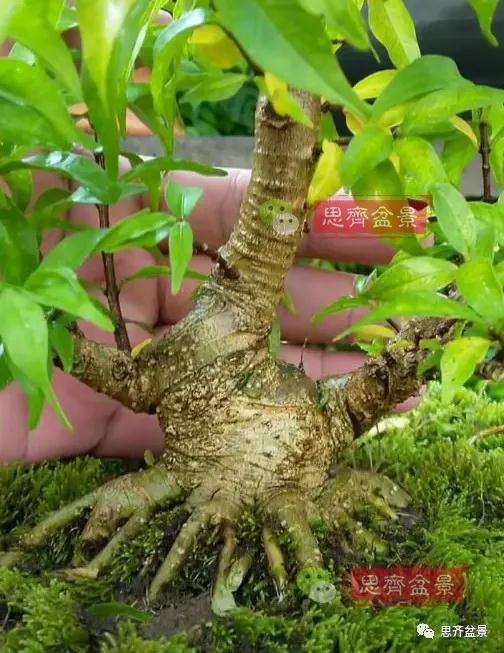 图解 直干素材怎样制作矮霸盆景的方法