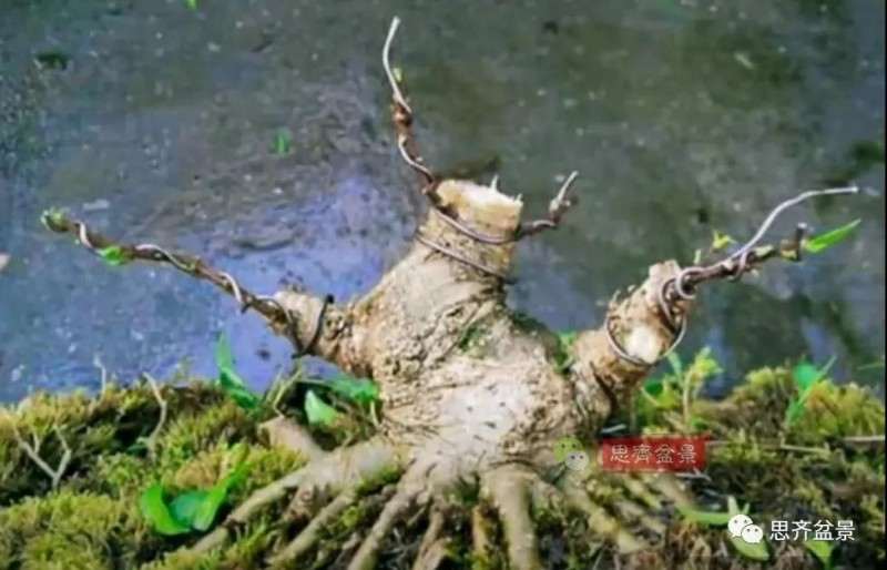 图解 直干素材怎样制作矮霸盆景的方法