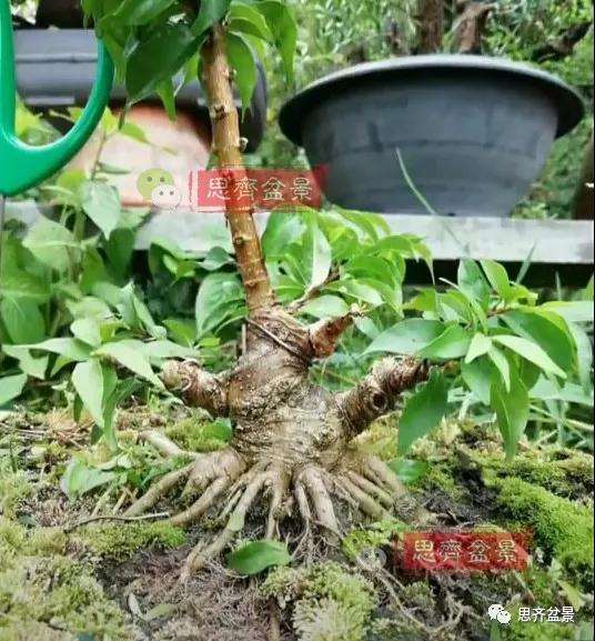 图解 直干素材怎样制作矮霸盆景的方法