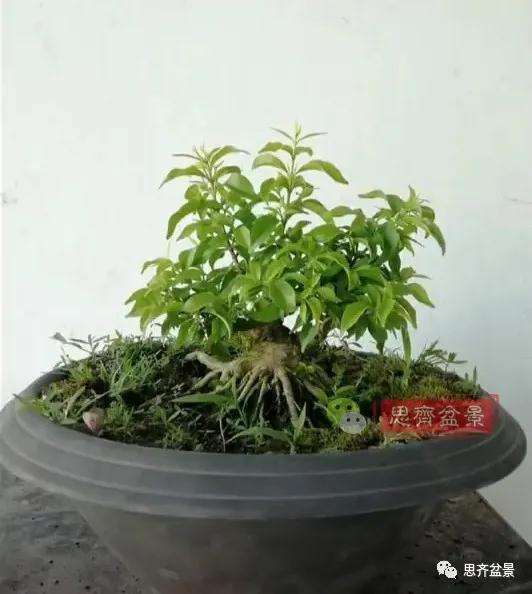 图解 直干素材怎样制作矮霸盆景的方法