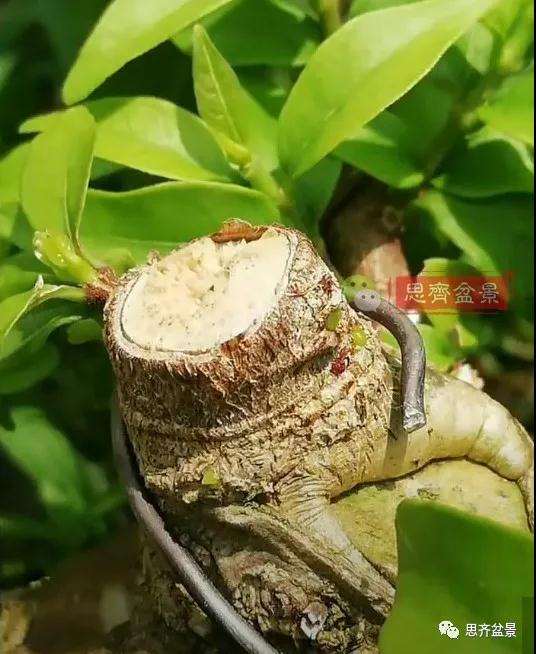 图解 直干素材怎样制作矮霸盆景的方法