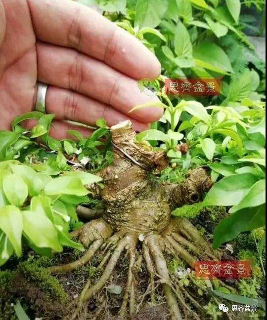 图解 直干素材怎样制作矮霸盆景的方法