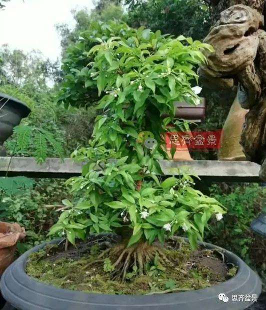 图解 直干素材怎样制作矮霸盆景的方法