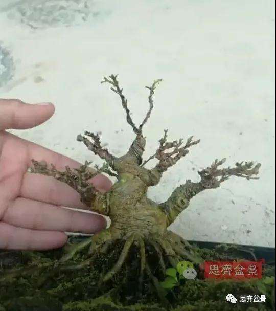 图解 直干素材怎样制作矮霸盆景的方法