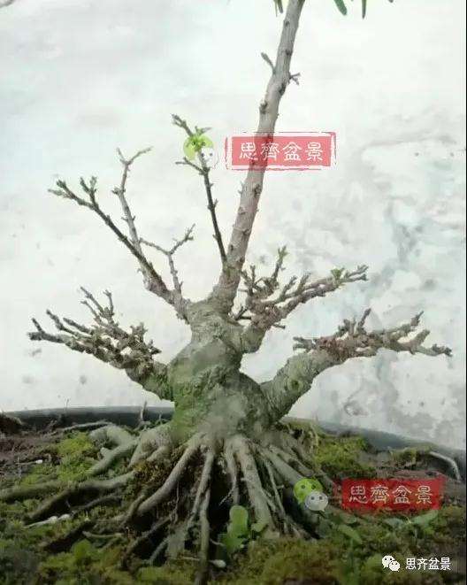 图解 直干素材怎样制作矮霸盆景的方法