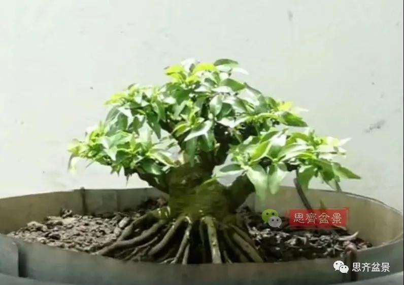 图解 直干素材怎样制作矮霸盆景的方法