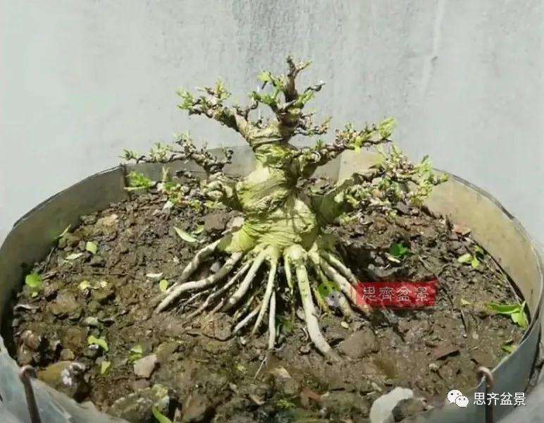 图解 直干素材怎样制作矮霸盆景的方法