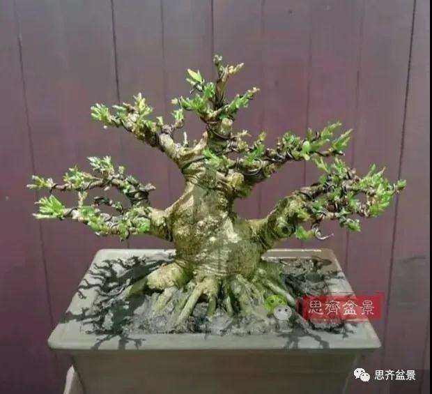 图解 直干素材怎样制作矮霸盆景的方法