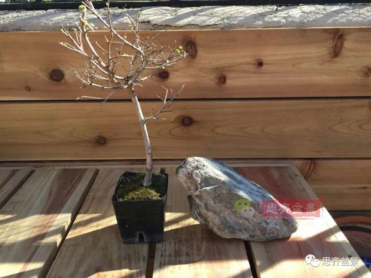 榆树下山桩怎么制作抱石盆景的方法