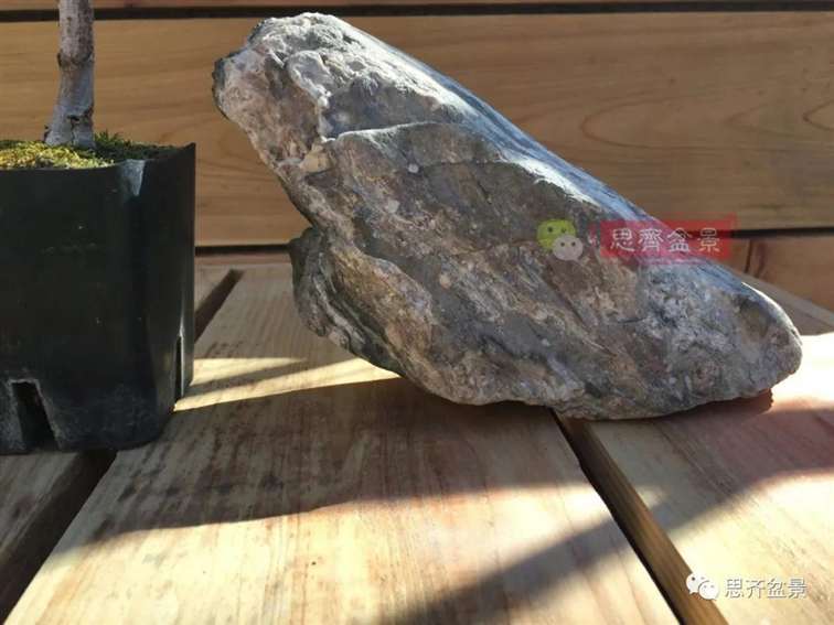 榆树下山桩怎么制作抱石盆景的方法