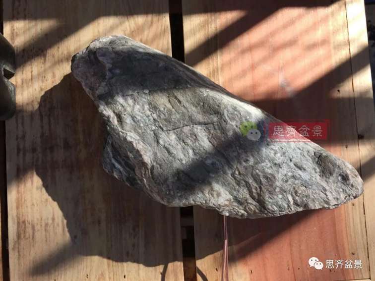 榆树下山桩怎么制作抱石盆景的方法