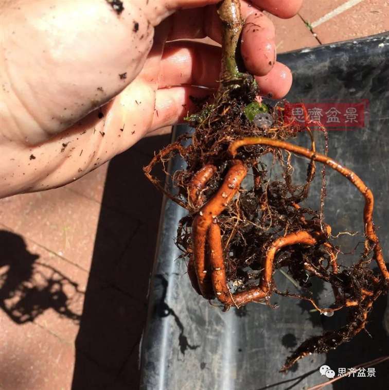 榆树下山桩怎么制作抱石盆景的方法