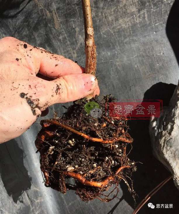 榆树下山桩怎么制作抱石盆景的方法