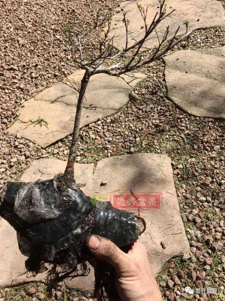 榆树下山桩怎么制作抱石盆景的方法