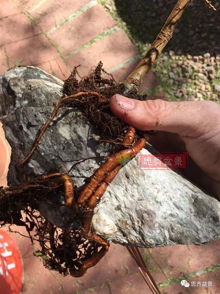榆树下山桩怎么制作抱石盆景的方法