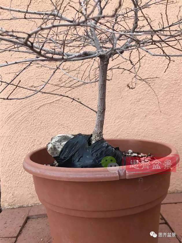 榆树下山桩怎么制作抱石盆景的方法