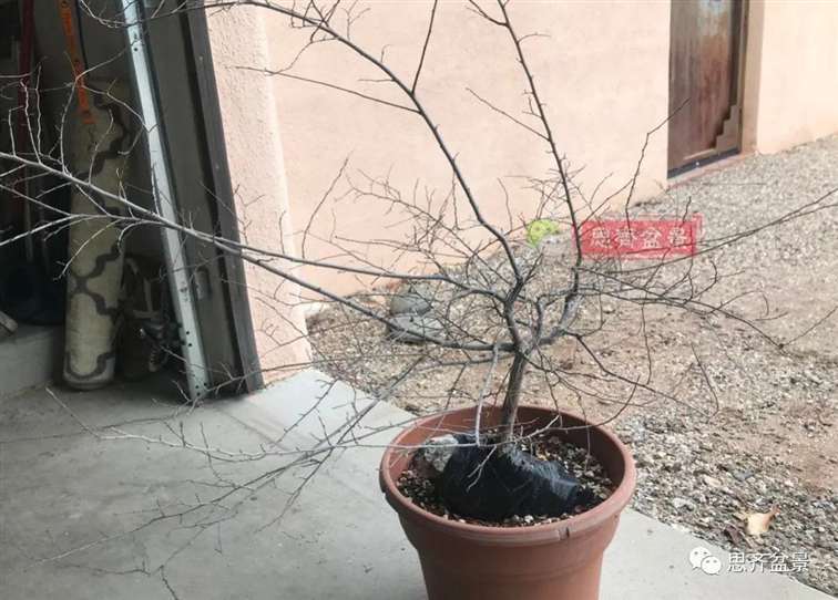 榆树下山桩怎么制作抱石盆景的方法