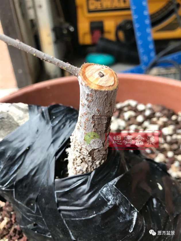 榆树下山桩怎么制作抱石盆景的方法