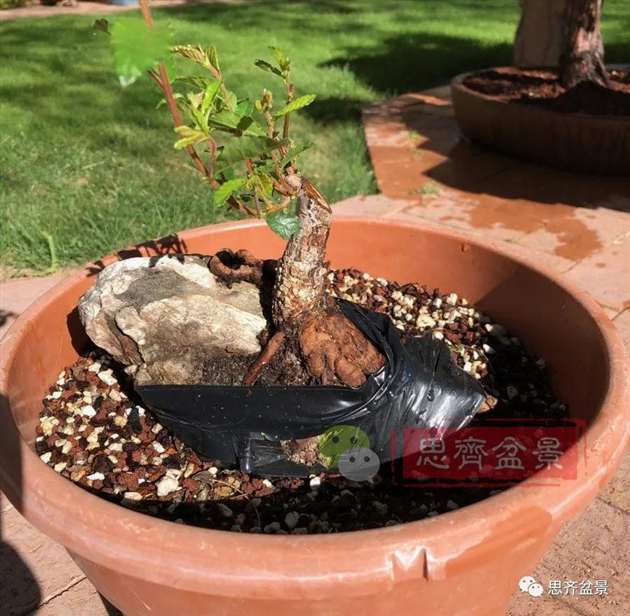 榆树下山桩怎么制作抱石盆景的方法