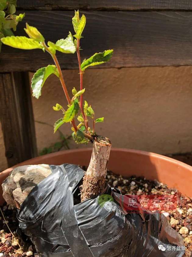 榆树下山桩怎么制作抱石盆景的方法