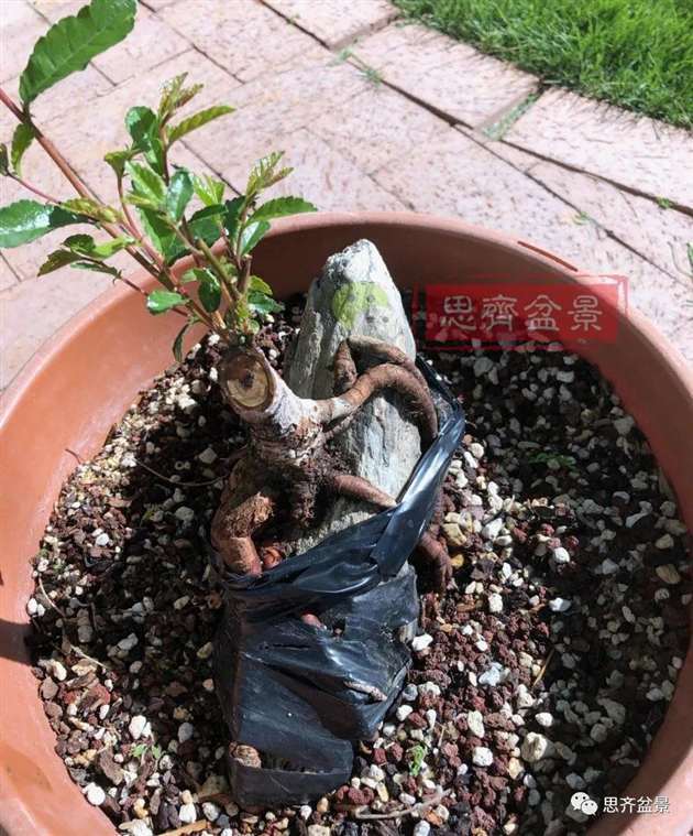 榆树下山桩怎么制作抱石盆景的方法