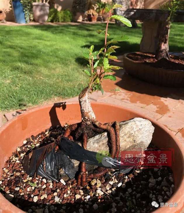 榆树下山桩怎么制作抱石盆景的方法