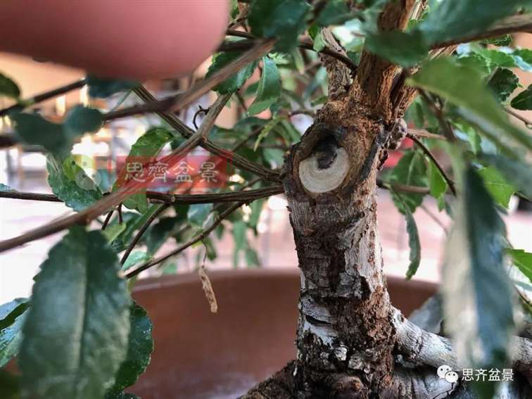 榆树下山桩怎么制作抱石盆景的方法