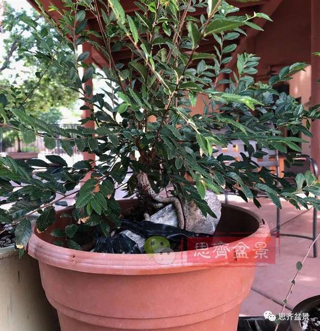 榆树下山桩怎么制作抱石盆景的方法