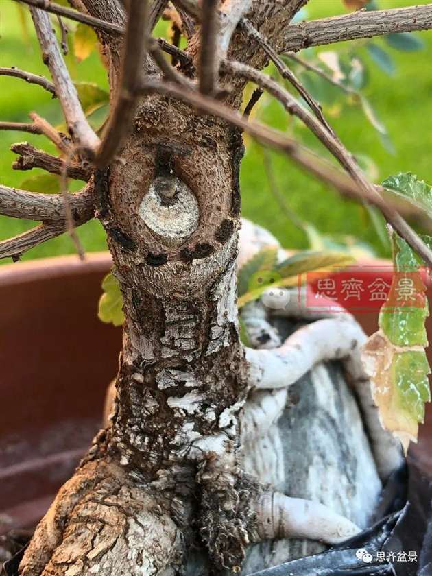 榆树下山桩怎么制作抱石盆景的方法