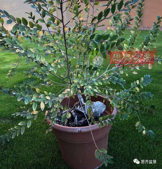 榆树下山桩怎么制作抱石盆景的方法