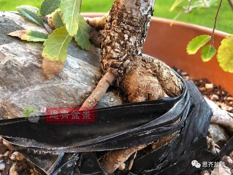 榆树下山桩怎么制作抱石盆景的方法