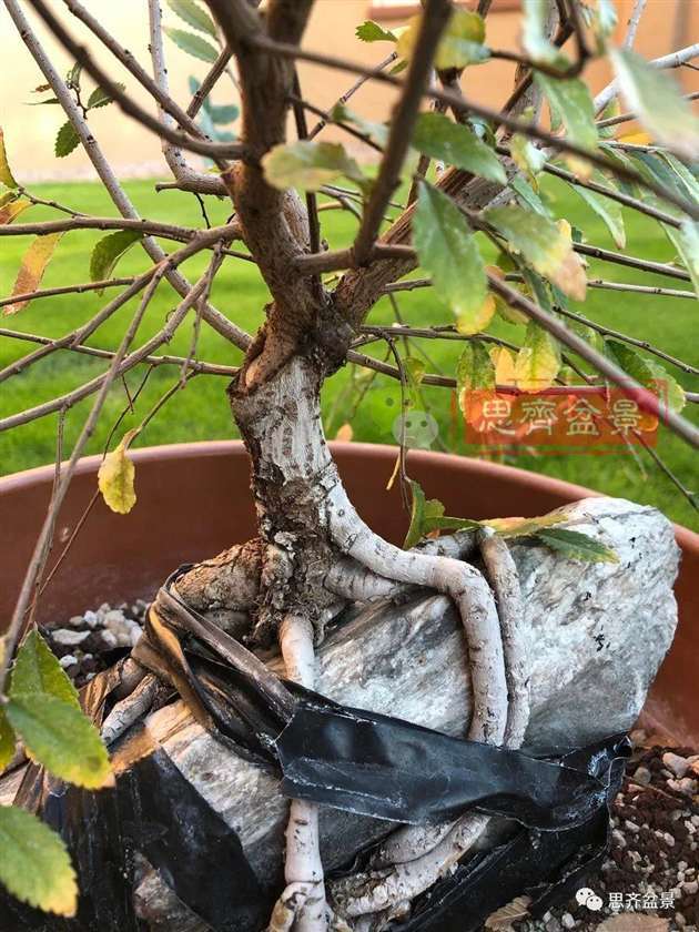 榆树下山桩怎么制作抱石盆景的方法
