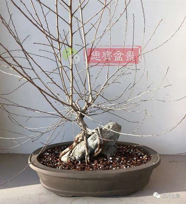 榆树下山桩怎么制作抱石盆景的方法