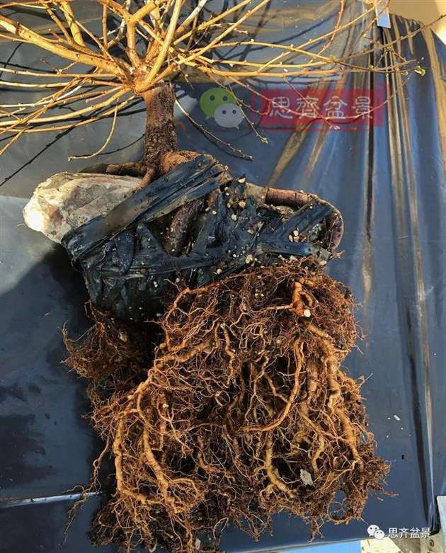 榆树下山桩怎么制作抱石盆景的方法