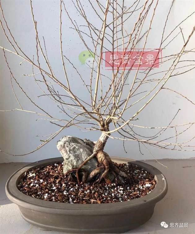 榆树下山桩怎么制作抱石盆景的方法