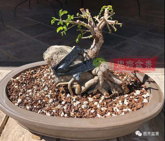 榆树下山桩怎么制作抱石盆景的方法